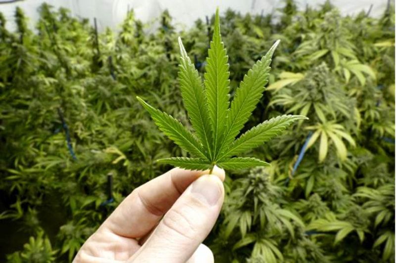 Легкий отказ от марихуаны в листьях конопли дырки